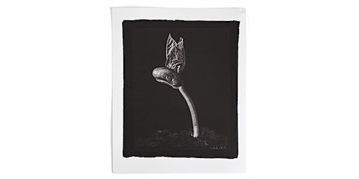 Salt printing workshop | QUEENSLAND CENTRE FOR PHOTOGRAPHY, The Maud Street Photo Gallery