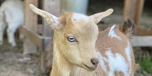 Goat Yoga Nashville- GOAT any Love?! | Goat Yoga Nashville