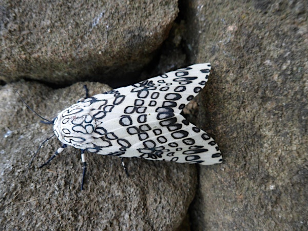 NJ Audubon: Spring Moth Night | NJ Audubon Scherman Hoffman Wildlife Sanctuary