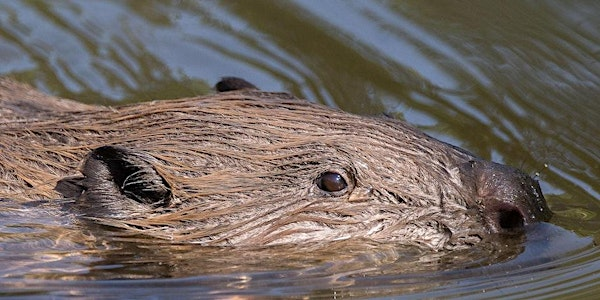 Cornwall Beaver Project Guided Walk - Individuals and Families | Woodland Valley Farm