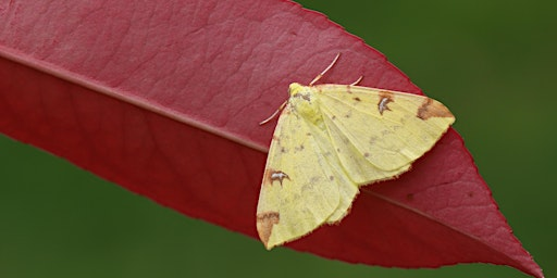 Wilder Kent Experiences: Meet the Moths | Tyland Barn