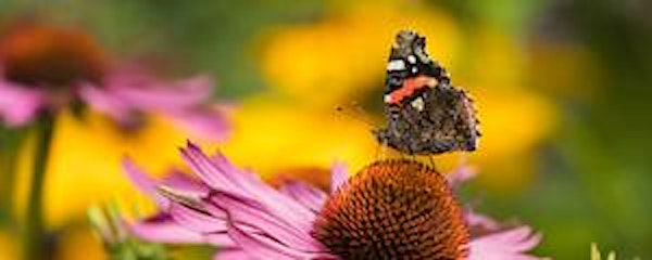 Teen Wild Skills: Wildlife Photography at Carlton Marshes (ECC2810) | Carlton Marshes Nature Reserve & Visitor Centre