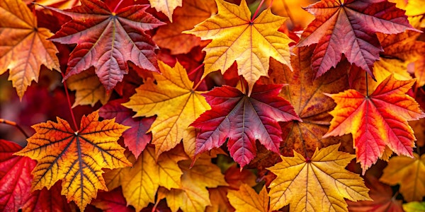 Wellbeing Wednesday, All The Leaves Are Brown...but are they? | Manchester Museum