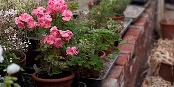 Plant Swap | Old-Lands