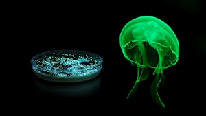 Boring to Glowing: Learn how to Transform Bacteria! | 561 Windsor St