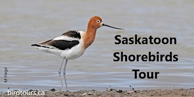 Saskatoon Shorebirds Tour | Wild Birds Unlimited