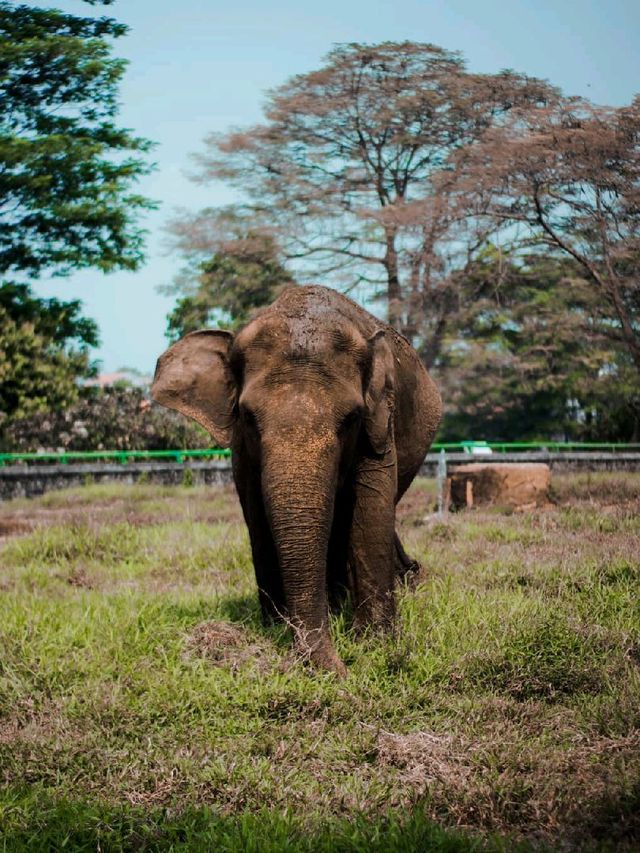 Visit Ragunan Zoo