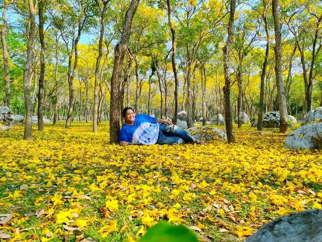 ตะเบบูย่า พุทธมณฑลสาย4