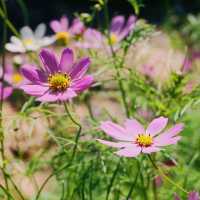 ์ธ์ฐ ํํฌ๋ฎฌ๋ฆฌ ๋ช
์ '์ธ์ฐ๋๊ณต์'