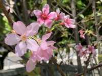 遊香港．將軍澳賞花好去處
