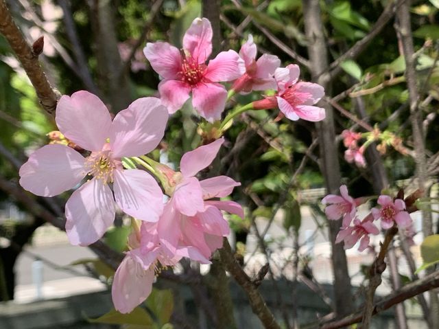 遊香港．將軍澳賞花好去處