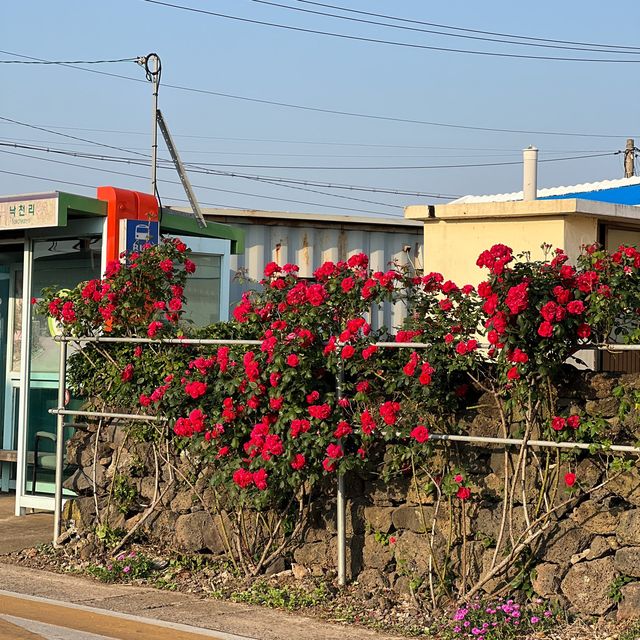 제주 서쪽 숨은 명소 조수리 장미 마을