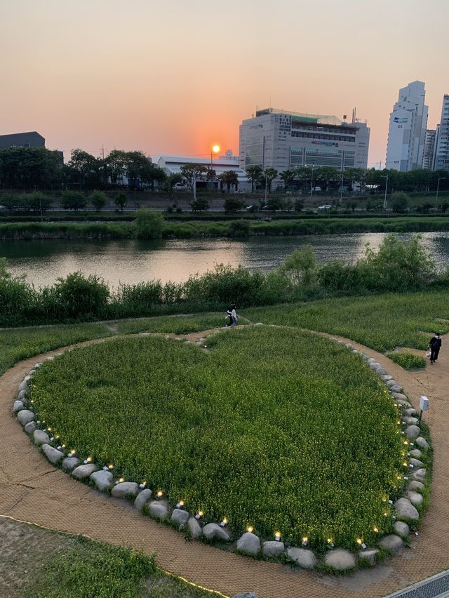 유채꽃이 가득 핀 중랑천
