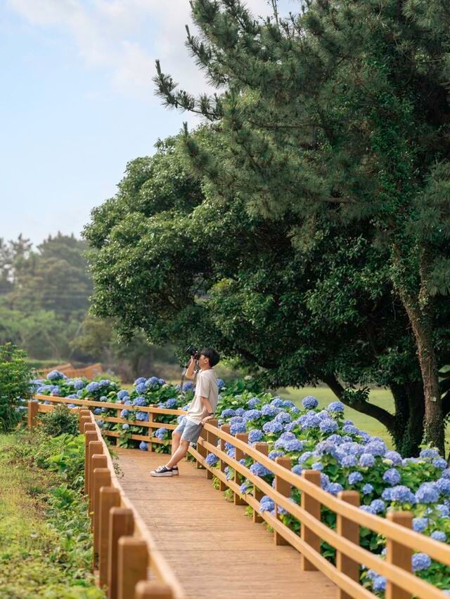 수국시즌이 돌아온다면 꼭!