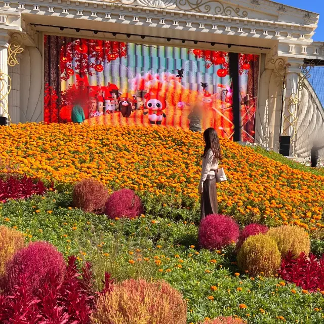 韓国【エバーランド】コキアやコスモスが綺麗🧡秋の庭園