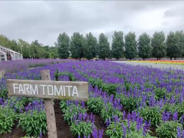 Farm Tomita