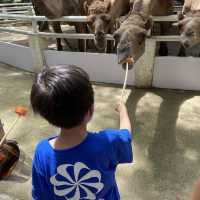 泰國曼谷Safari World 野生動物園世界