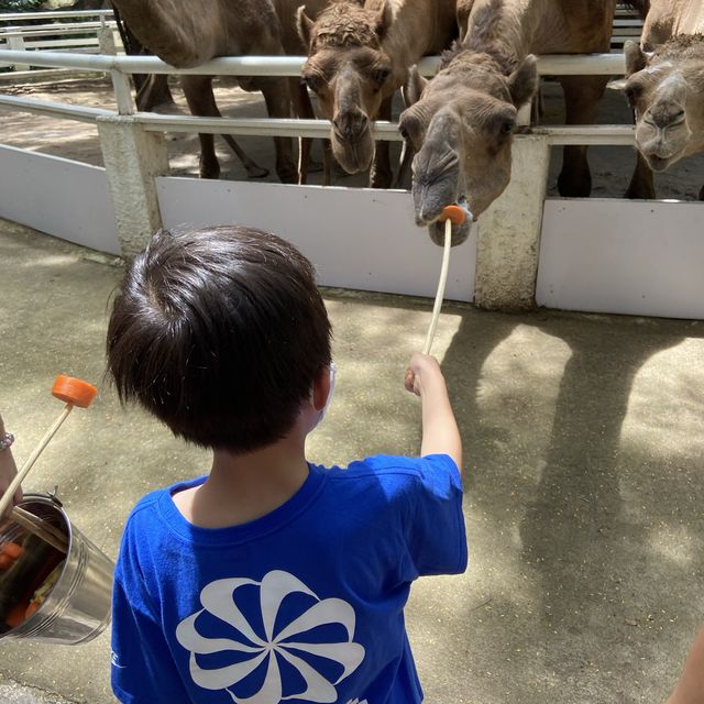 泰國曼谷Safari World 野生動物園世界