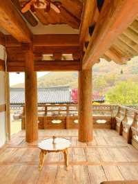 알록달록 예쁘게 물든 은행과 단풍을 볼 수 있는 울산 다담한옥🏠