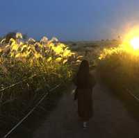 가을 억새 명소 “하늘공원”