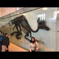 มาเที่ยว American Museum of Natural History ค่ะ
