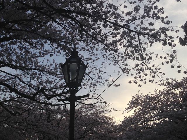 📍日本東京。淺草隅田公園櫻花祭。