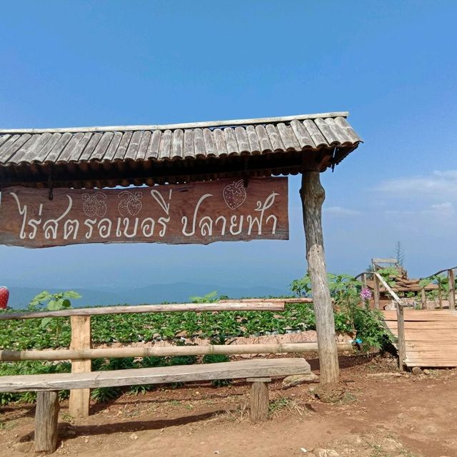 หนาว หนาว นี้เที่ยวม่อนแจ่ม หนาว หนาว นี้เที่ยวม่อนแจ่ม