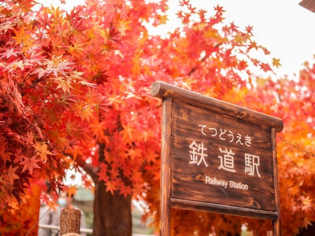 北角海濱花園化身日本賞楓秘景 