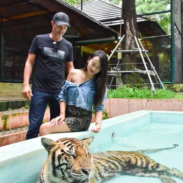 🐯Tiger Kingdom Phuket,Thailand 🇹🇭