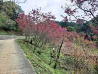 【桃園】復興景點-悠然秘境小屋賞櫻