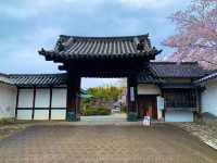 京都　SAKURA 桜めぐり❗️勧修寺の桜に感動❗️