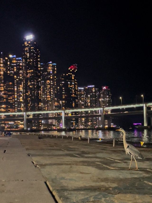 [부산] '민락수변공원' 광안대교 야경보면서 회, 소주 어때요?
