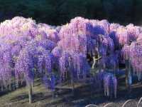 【栃木県】樹齢150年を超える「大藤」を愛でる