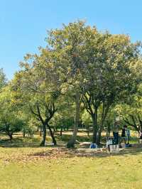 봄나들이 가기좋은 김해 봉황대공원 🌳