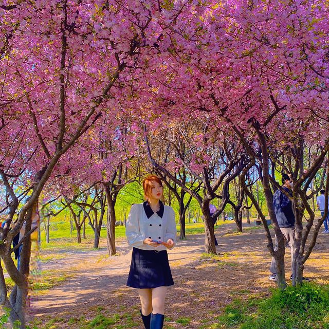 서부해당화라고 들어봤나🌸