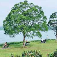 The Lone Tree @ Upper Seletar Reservoir Park 