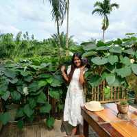 🏡บ้านไร่ ไออรุณ🌸🌺🌳