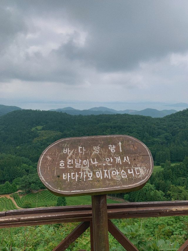 보성녹차밭 🍵 외국같은 푸릇푸릇함