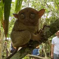 Tarsier for Sure- BOHOL 