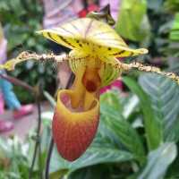 The UNESCO National Orchid Gardens