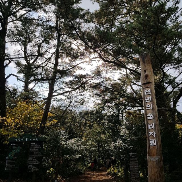 천년의 숲, 힐링숲 "비자림"