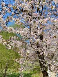 아는 사람들만 간다는 벚꽃 명소 🌸