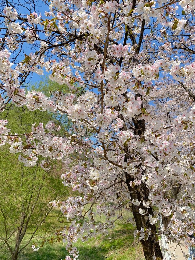 아는 사람들만 간다는 벚꽃 명소 🌸