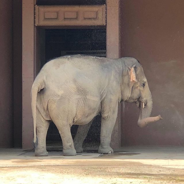 名古屋超大東山植物動物園😝大人🧑細路👦🏻都鍾意❤️半日放電景點