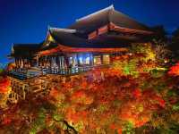 秋の京都。清水寺のライトアップ。『清水の舞台』
