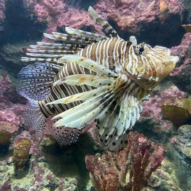“ Phuket Aquarium ⛱️ แหลมพันวา ภูเก็ต 🐠 🐡🐙🐟