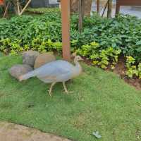 Jakarta Bird Land Ancol