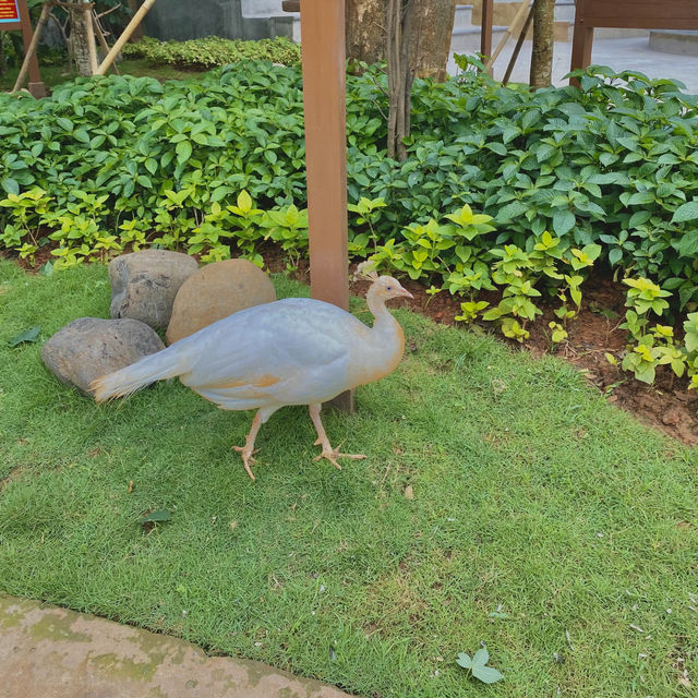 Jakarta Bird Land Ancol