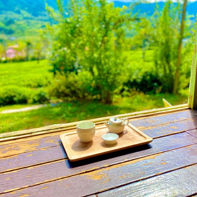 푸르른 녹차밭 뷰 , 하동 매암제다원🌿