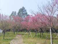 廣洲櫻花樂園